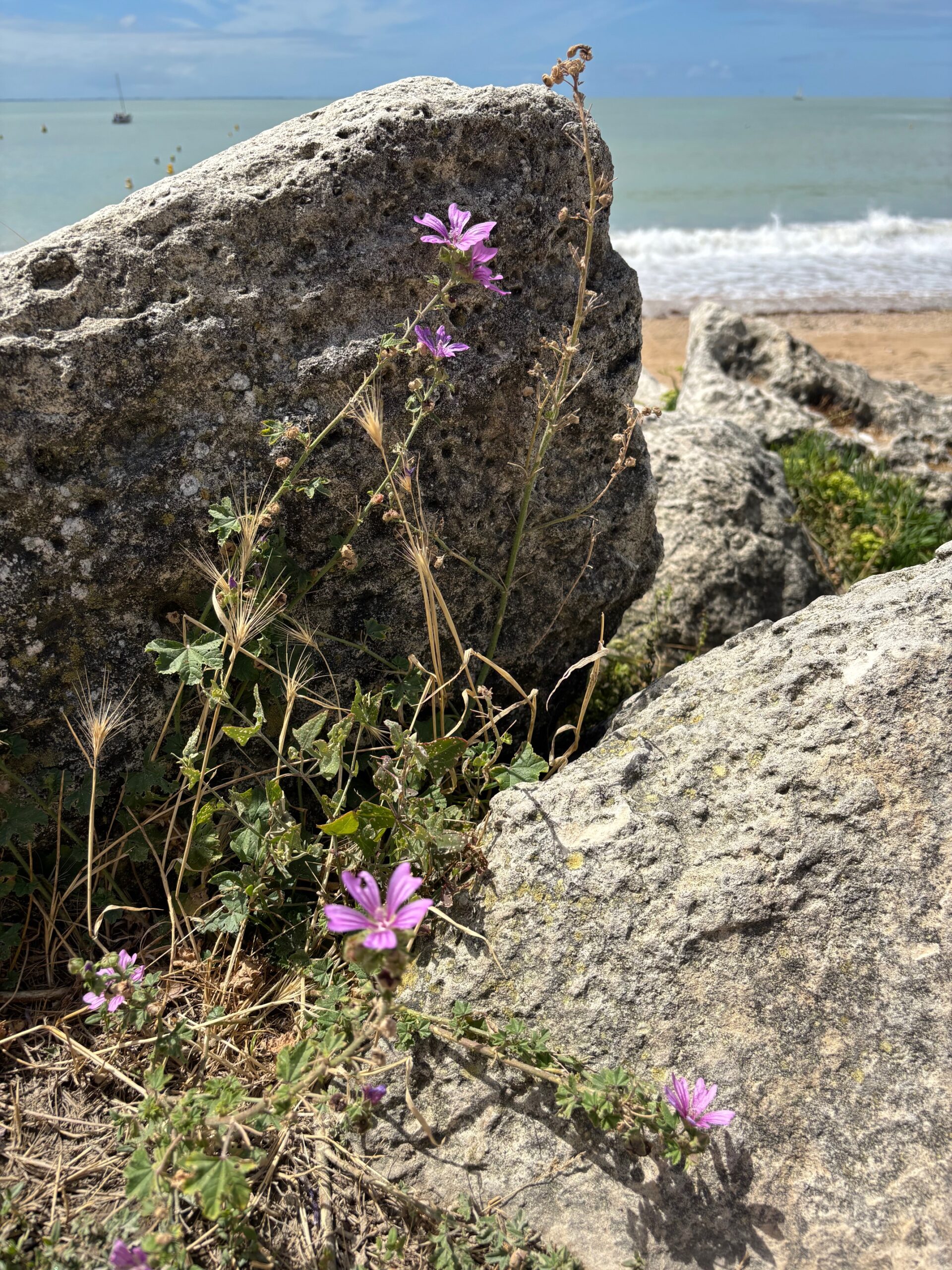 Kinésiologie ou Somatique Énergétique : comment choisir la séance qui te correspond ?