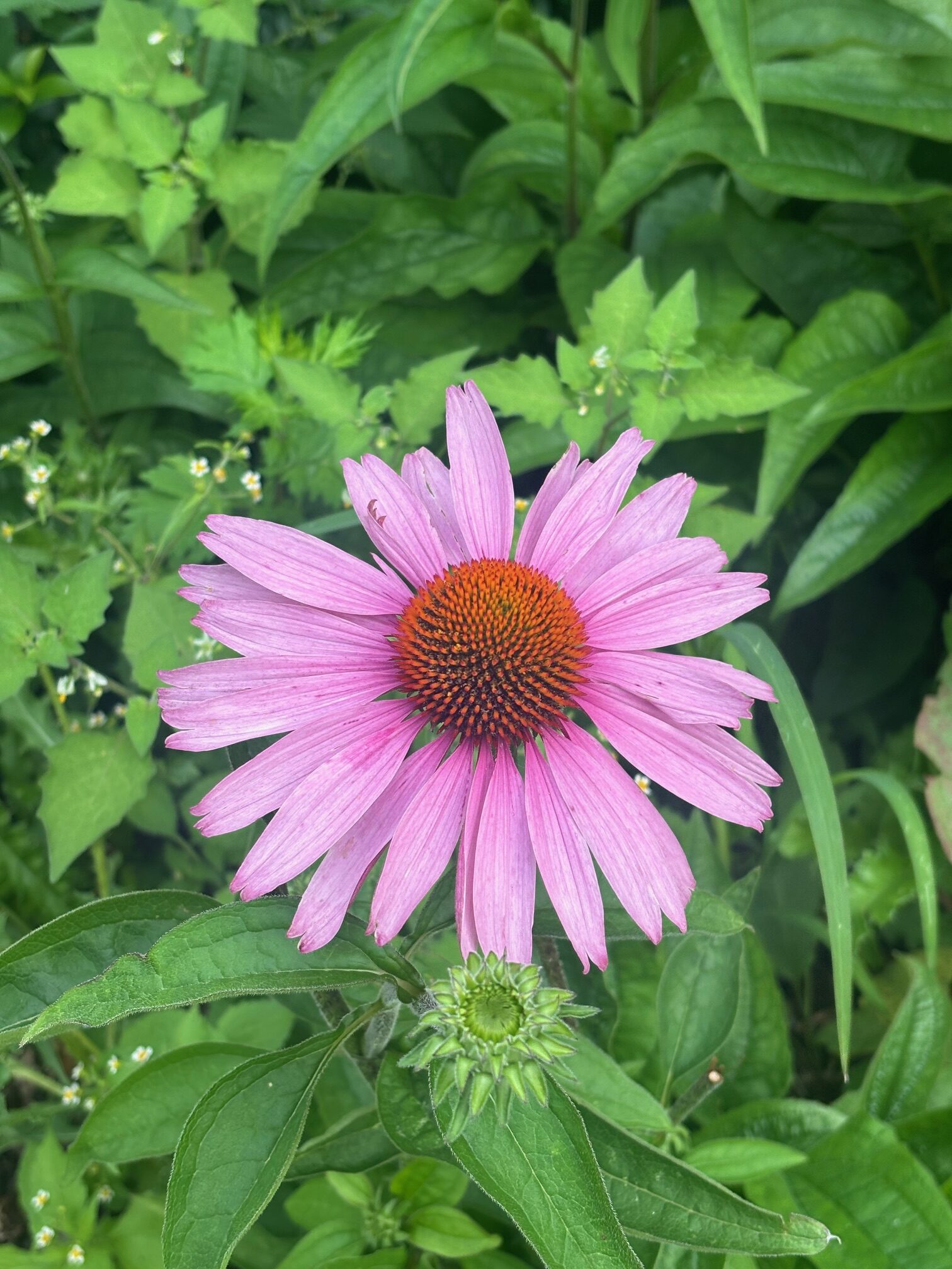 Cortisol, Kinésiologie & Somatique Énergétique : quand le stress transforme le corps