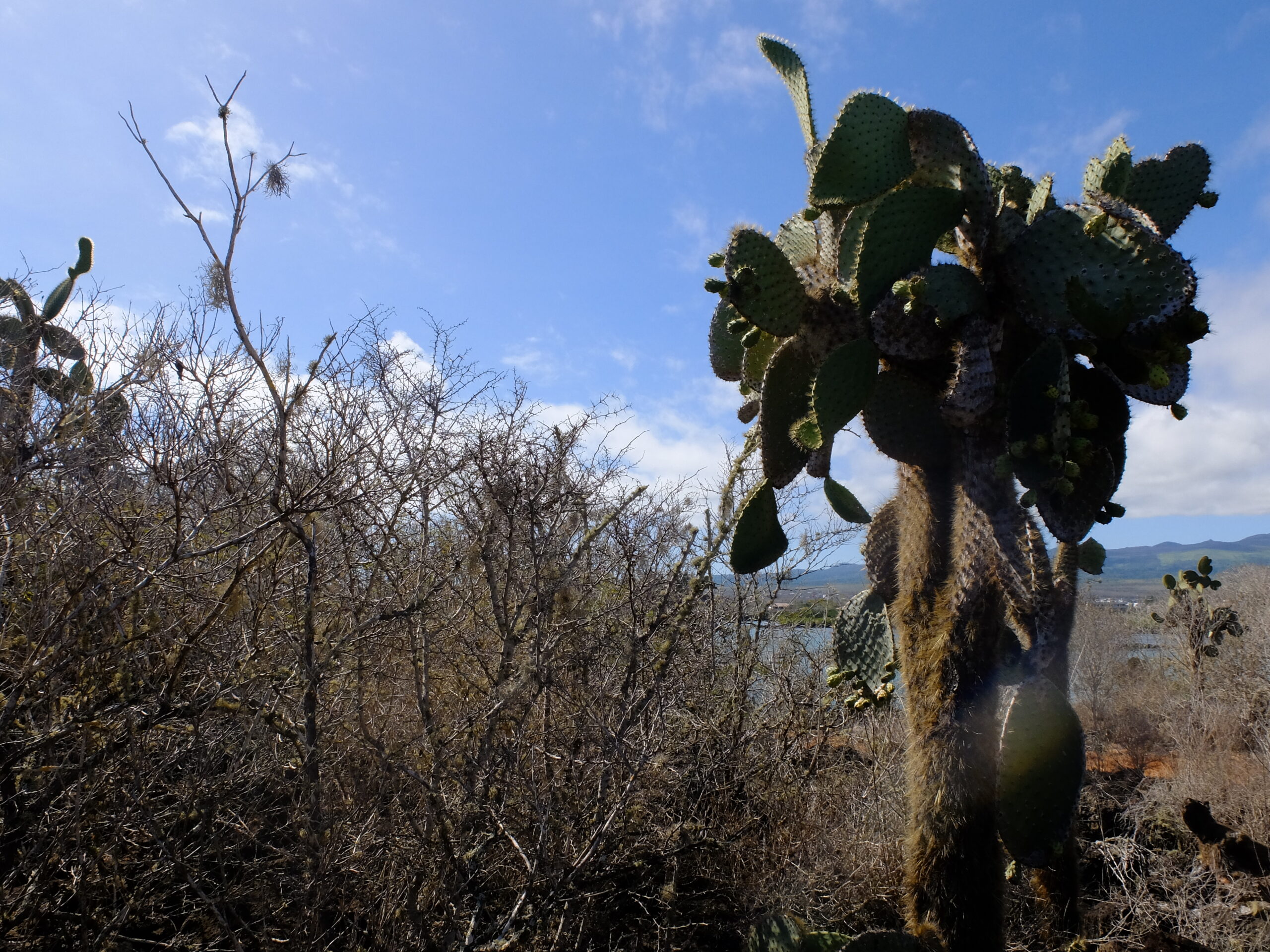 Psychogénéalogie et somatique : quand les mémoires familiales se ressentent dans le corps