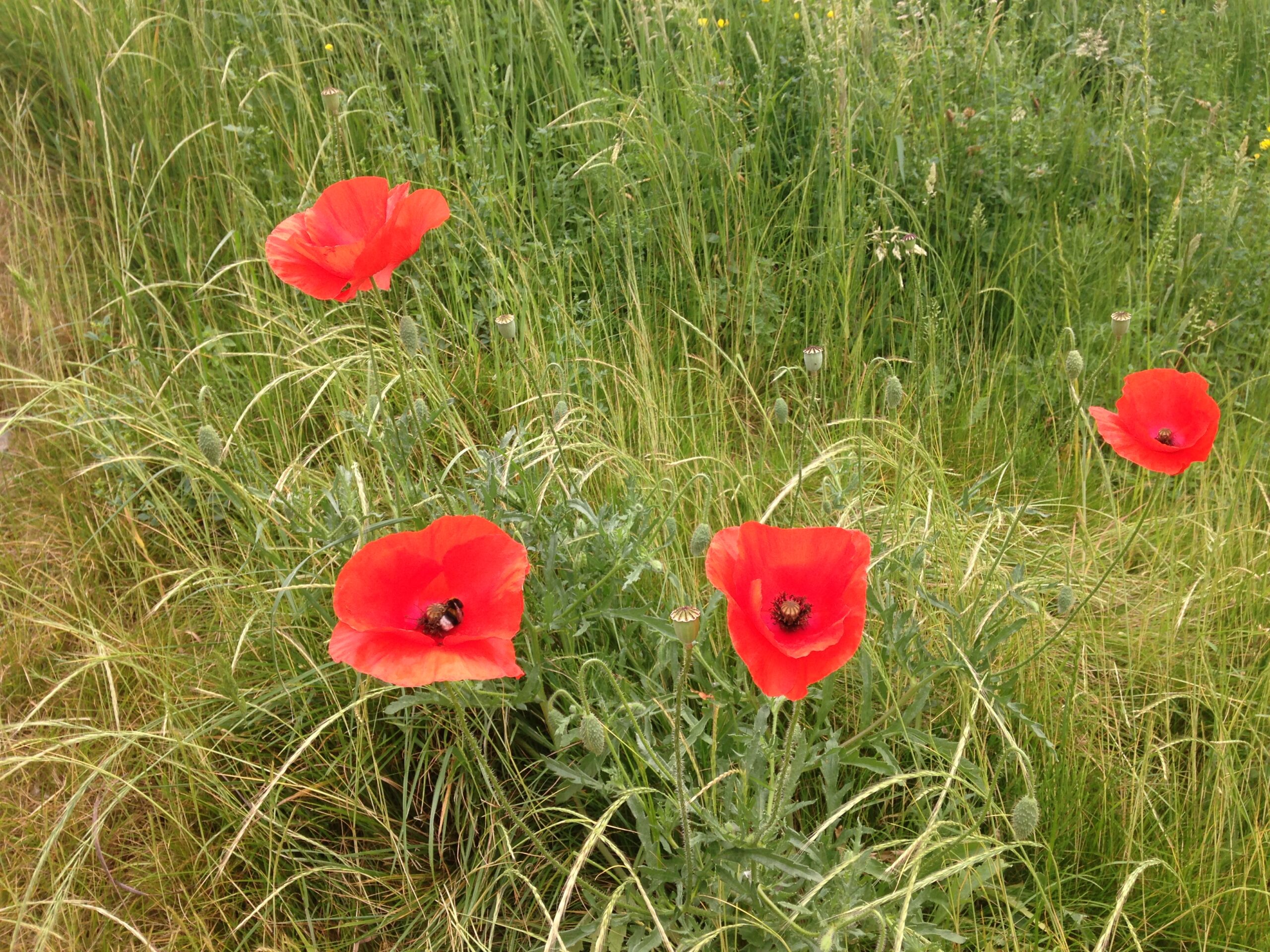 Ateliers d’exercices somatiques et de kinésiologie