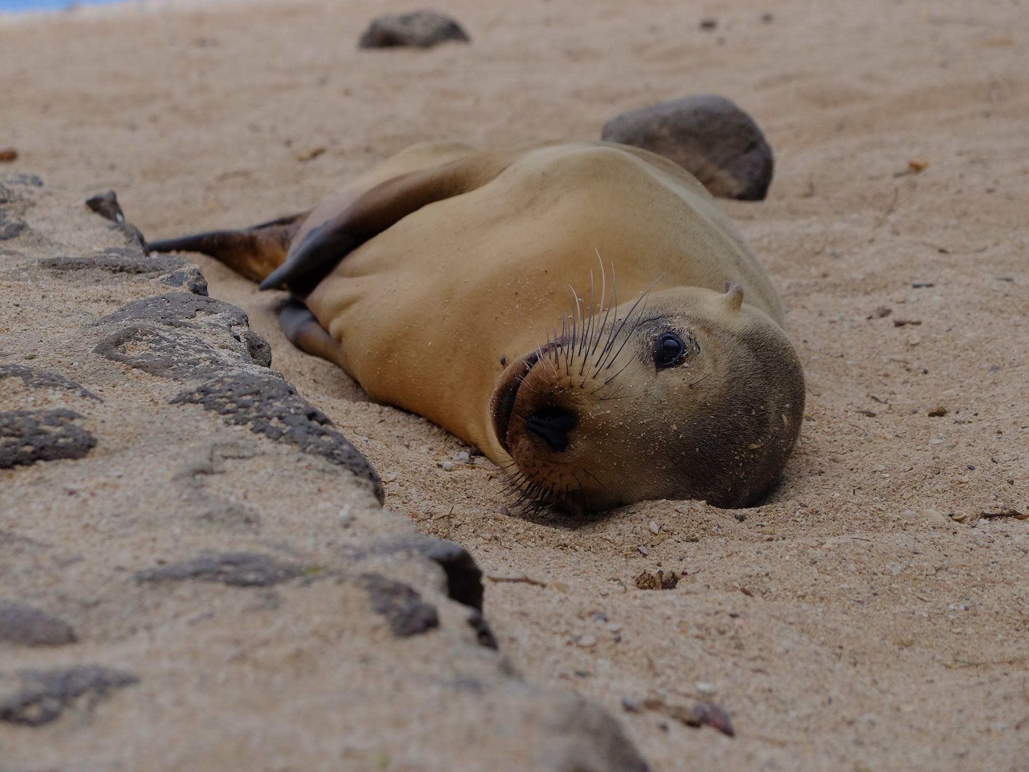 Sortir du mode survie et retrouver de l’ancrage