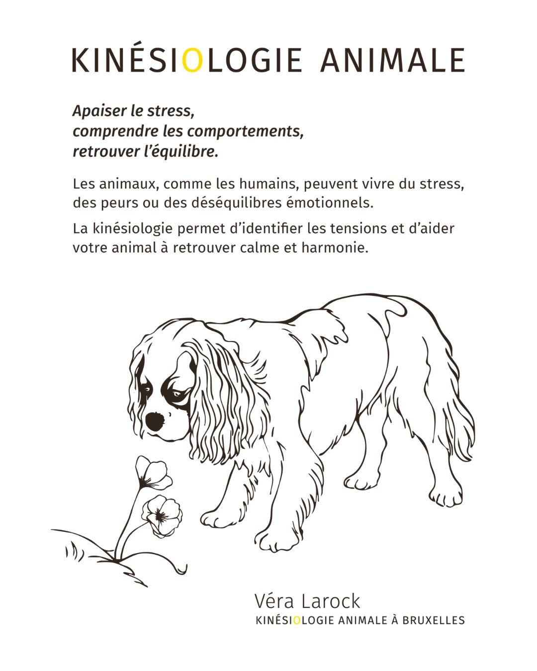 Kinésiologie animale à Bruxelles : comprendre et apaiser les émotions de ton animal